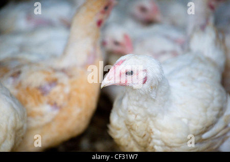Sasso di polli in una fattoria in Worcestershire. Foto Stock