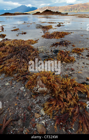 Vista da alghe marine rocce coperte sulla riva sul Loch Eishort sull'Isola di Skye. Foto Stock