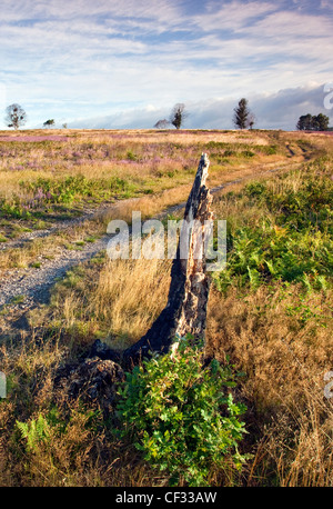 Bella luce cade attraverso heather in fiore,e golden erba in estate su Cannock Chase Country Park AONB (area di eccezionale Foto Stock