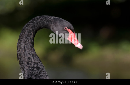 Black Swan (Cygnus atratus) a Slimbridge Wetland Centre. Foto Stock