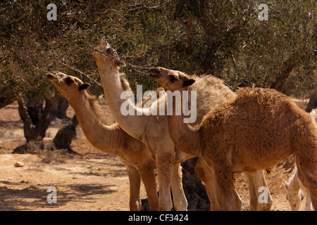 Un cammello famiglia mangiare olio d'oliva da foglie di un albero Foto Stock