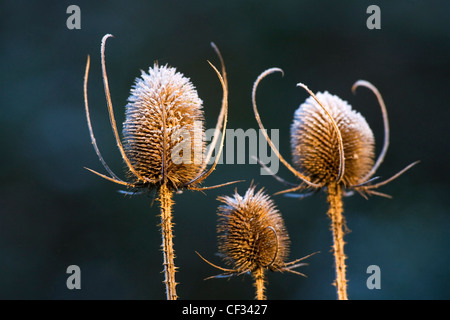 Un close-up di (Teasel Dipsacus fullonum), un popolare fioriti biennale. Foto Stock