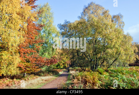 Colore di autunno a Cannock Chase Country Park AONB (area di straordinaria bellezza naturale) in Inghilterra Staffordshire REGNO UNITO Foto Stock