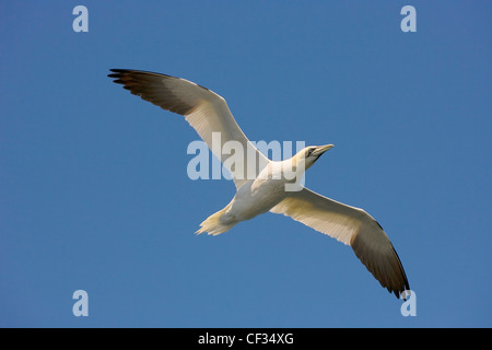 Northern Gannet (Morus bassanus), il membro più grande della famiglia gannet in volo. Foto Stock