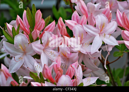 Di un bel colore rosa e bianco fiori di azalea Foto Stock