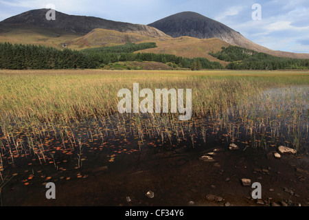 Canne in acqua poco profonda di Loch Cill Chriosd con Beinn na Caillich nella distanza sull'Isola di Skye. Foto Stock