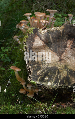 Ciuffo di zolfo (Hypholoma fasciculare), un bosco comune funghicoltura in un intrico di grandi dimensioni su un ceppo di albero. Foto Stock