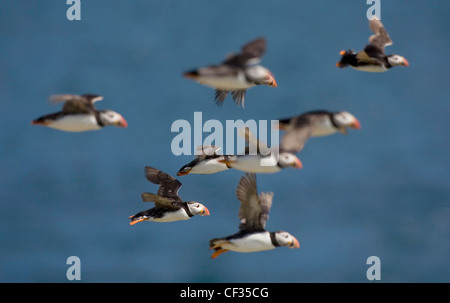 Un raduno di pulcinelle di mare atlantico (Fratercula arctica) in volo. Foto Stock