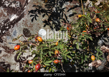 Rose hip (frutti della rosa) cresce in un vecchio letto del fiume a San Ciro. Foto Stock