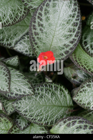 Fiamma violetta, Episcia cupreata, Gesneriaceae. Caraibi, Messico, America Centrale e Sud America Settentrionale, Colombia, Venezuela. Foto Stock