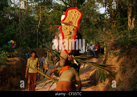 Decorate Tempio elefante in Kerala portante di foglie di noce di cocco per elephant mangiare. Elephant car introduttore raccogliendo anche più fogli Foto Stock