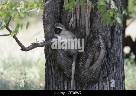 Vervet monkey appoggiata nel recipiente di un albero, il Parco Nazionale Kruger, Sud Africa Foto Stock