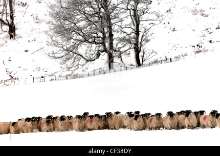 Un gregge di pecore sulla coperta di neve di colline in Aberdeenshire. Foto Stock