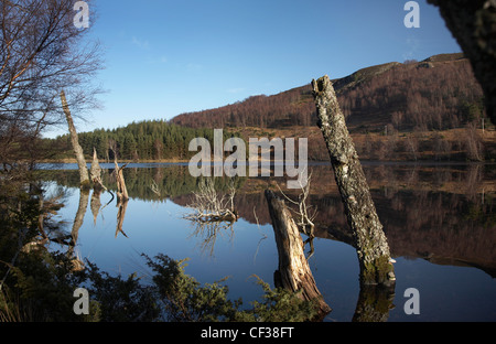 Pino silvestre ceppi di alberi in acqua sul Loch Pityoulish su una tranquilla giornata invernale. Foto Stock