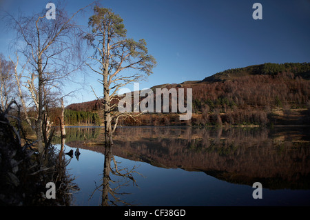 Pino silvestre ceppi di alberi in acqua sul Loch Pityoulish su una tranquilla giornata invernale. Foto Stock
