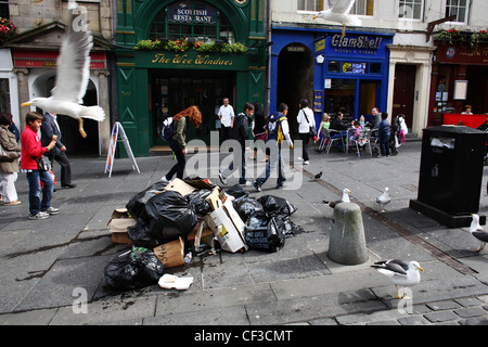 Gabbiani in cerca di cibo tra sacchi per immondizia accatastati sul Royal Mile durante un periodo di azione industriale dalla città di rifiutare Foto Stock