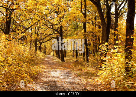 Il sentiero tra alberi ingiallito nel parco autunnali Foto Stock