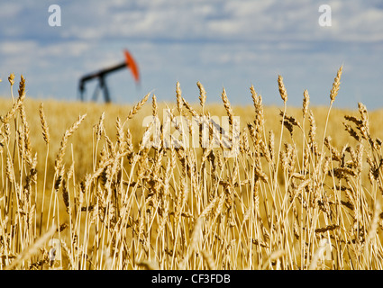 Martinetto della pompa nel campo di grano, vicino Carstairs, Alberta, Canada. Foto Stock