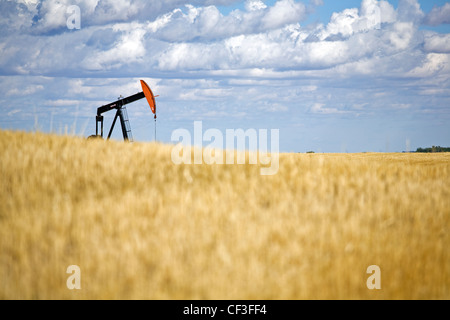 Martinetto della pompa nel campo di grano vicino Carstairs Alberta. Foto Stock