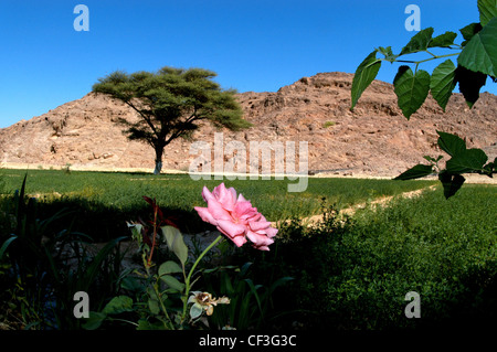 Una Rosa del Deserto crescente tra colture in un frutteto beduino. Foto Stock