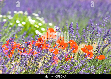 Papaveri e margherite crescita selvaggia tra un campo di lavanda, Provenza, Francia Foto Stock