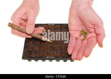 Primo piano delle mani di piantare semi in cellule di un seme vassoio isolata contro bianco Foto Stock