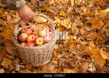 Cestino con mele in mano d'uomo su foglie di acero Foto Stock