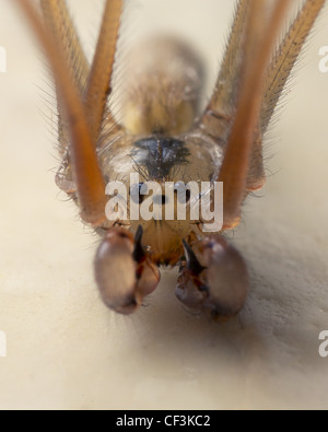 Daddy Long legs up close Foto Stock