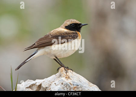 Nero orientale-eared culbianco Oenanthe melanoleuca Foto Stock