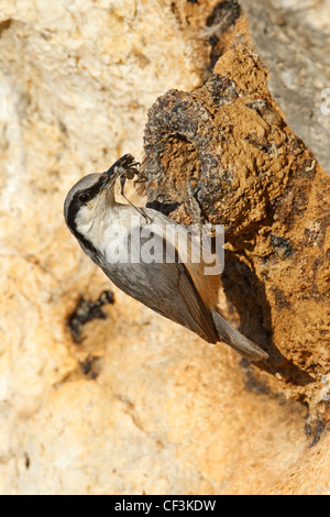 Roccia orientale picchio muratore, tephronota Sitta Foto Stock