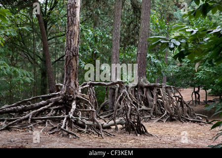 Esposte le radici di pino silvestre (Pinus sylvestris) a causa di erosione del suolo nella foresta a Kasterlee, Belgio Foto Stock