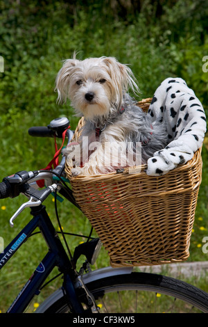 Yorkshire terrier / Yorkie (Canis lupus familiaris) andando a fare un giro nel cestello in bicicletta Foto Stock
