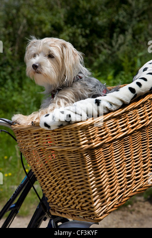 Yorkshire terrier / Yorkie (Canis lupus familiaris) andando a fare un giro nel cestello in bicicletta Foto Stock
