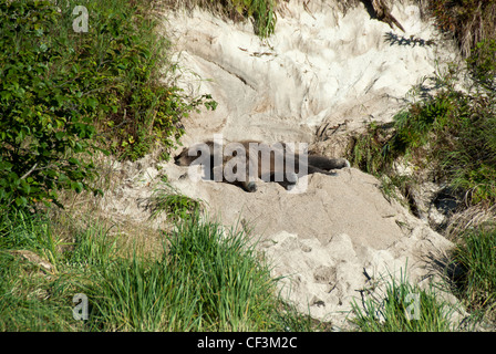 Orso bruno seminare con twin cubs in divano letto, Kinak Bay, katmai NP, Alaska Foto Stock