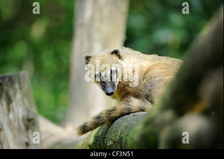 Sud Americana Coati (Nasua nasua), Augsburg Zoo, Baviera, Germania Foto Stock