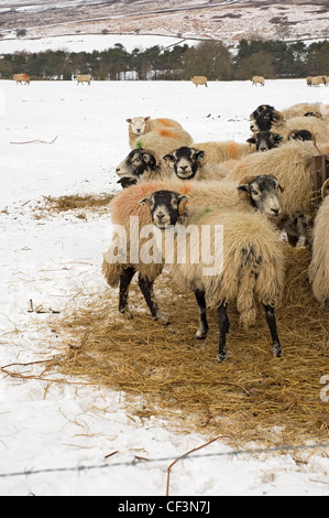 Pecora mangiare alimentazione invernale. Foto Stock