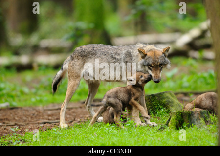Europeo di lupo grigio, Canis lupus lupus, Baviera, Germania, Europa Foto Stock