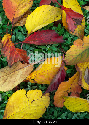 Autunno/caduta foglie di ciliegio caduti sul letto giardino Foto Stock