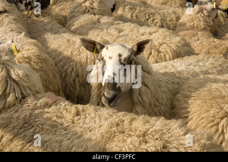 Pecore in una penna al grande spettacolo dello Yorkshire. Foto Stock
