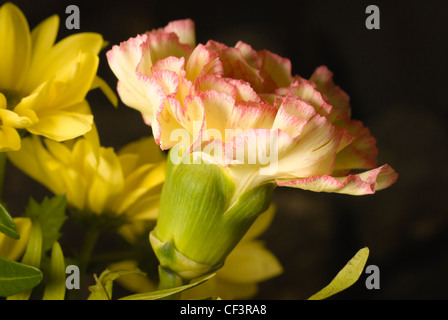 Una splendida rosa garofano con punta Foto Stock