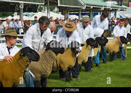 A giudicare di Suffolk pecore al grande spettacolo dello Yorkshire. Foto Stock