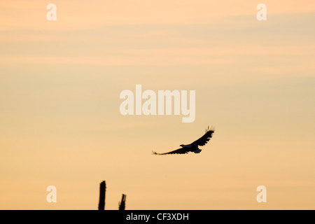 African Fish Eagle Haliaeetus vocifer tramonto lago Kariba Zimbabwe Foto Stock