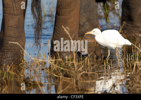 Airone guardabuoi Bubulcus ibis mangia insetti nei pressi di elefanti di scavenging dei piedi Foto Stock