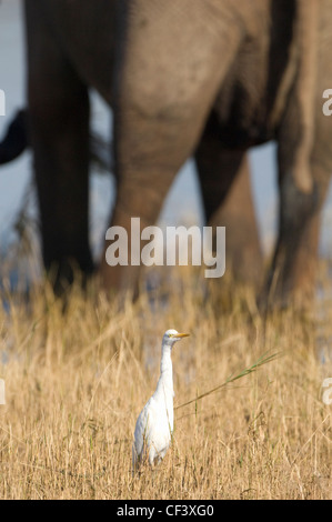 Airone guardabuoi Bubulcus ibis mangia insetti nei pressi di elefanti di scavenging dei piedi Foto Stock