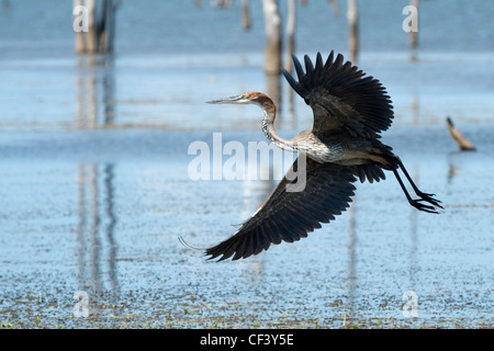 Isola di Rhino, il lago Kariba Foto Stock