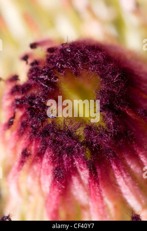 Riprese macro di un Protea Regina dei Fiori Protea King Protea Foto Stock