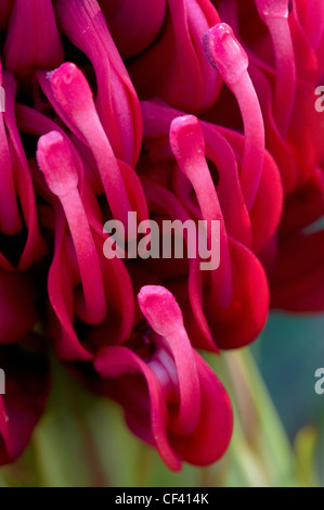 Riprese macro di un Protea Regina dei Fiori Protea King Protea Foto Stock