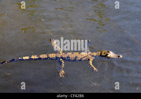 Un piccolo coccodrillo galleggiante sul Fiume Kwai, Africa Foto Stock