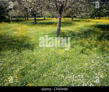 Un fiorente Orchard in rural Herefordshire. Foto Stock