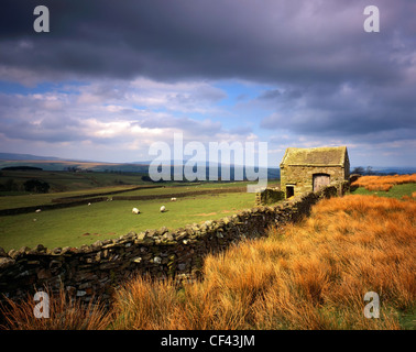 Pecore al pascolo in un campo racchiuso da un tradizionale in pietra a secco e di parete fienile nella foresta di Bowland.